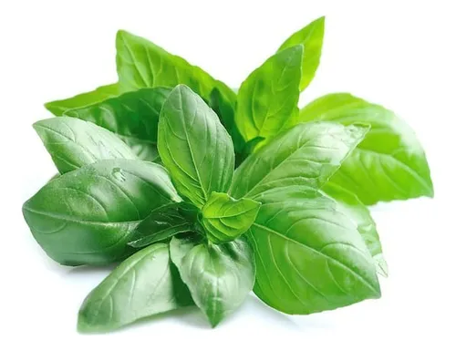 ALBAHACA HIDROPONICA