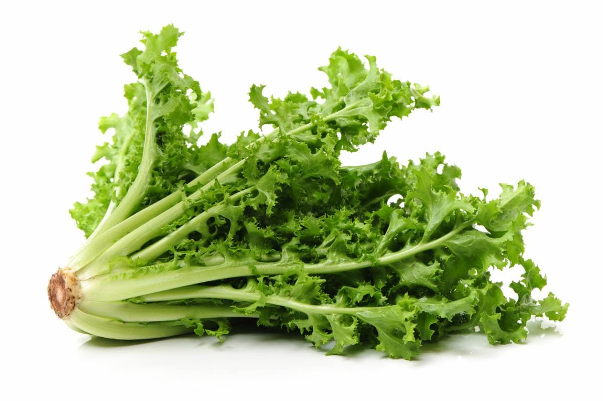 ESCAROLA FINA Y ANCHA