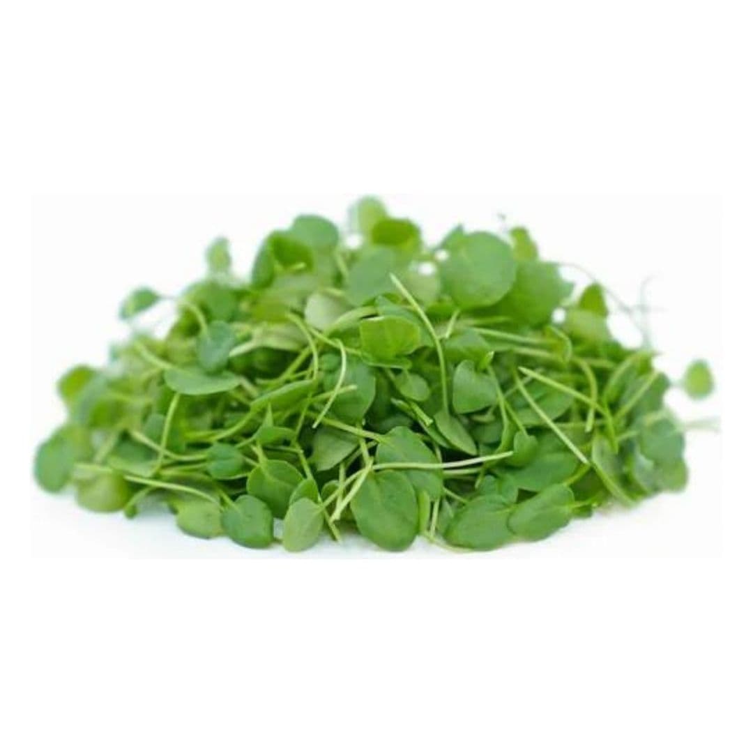 BERRO HIDROPONICO BANDEJA