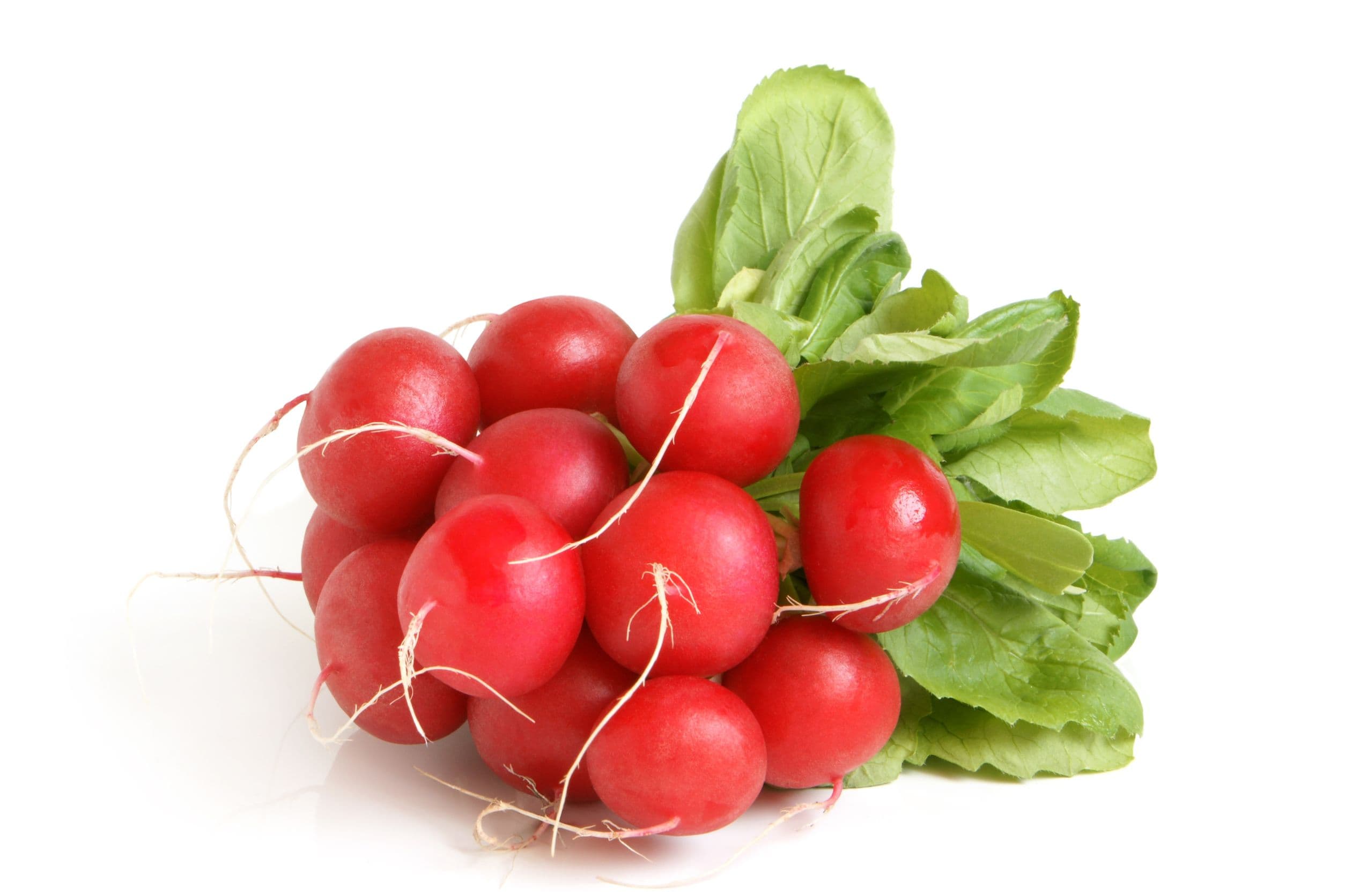 RABANITO