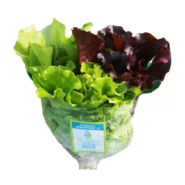 LECHUGA HIDROPONICA MIX PAQUETE