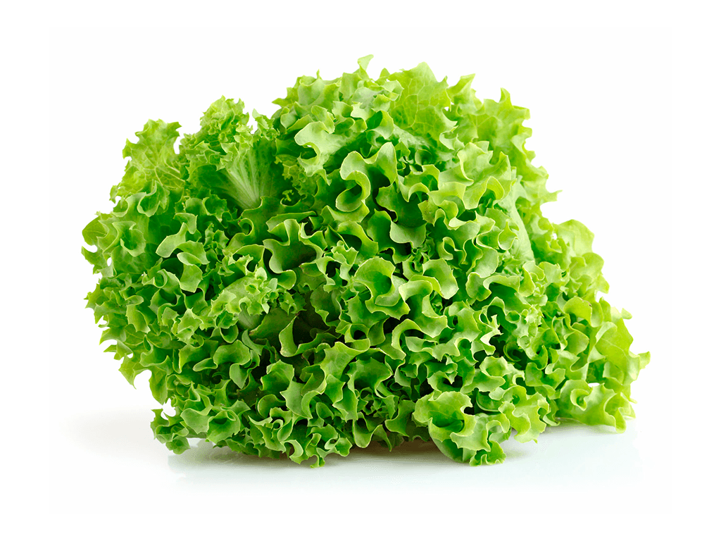 LECHUGA FRANCESA CAJÓN