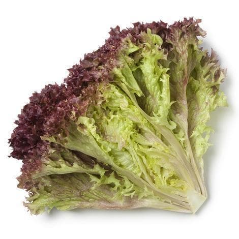 LECHUGA MORADA