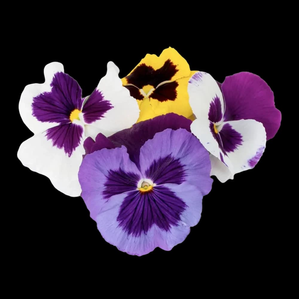 FLORES COMESTIBLES BANDEJA GRANDE