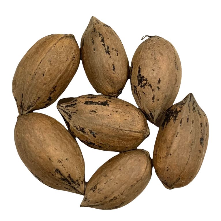 NUEZ PECAN CON CASCARA